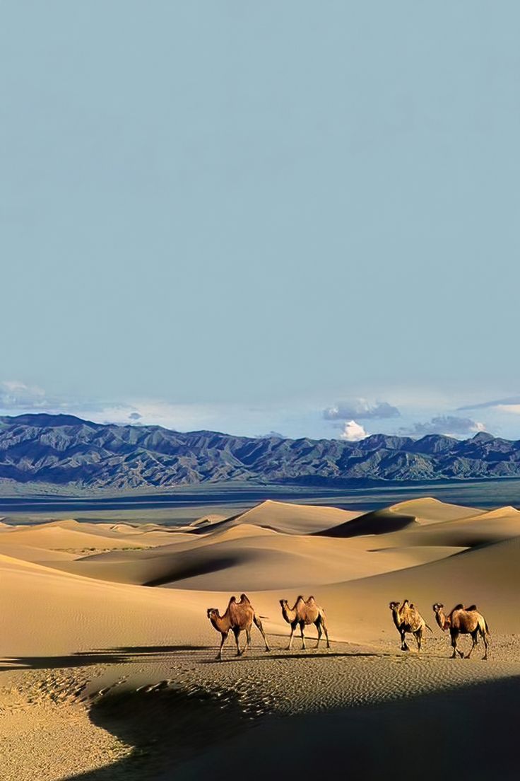 Camel in the Gobi Desert