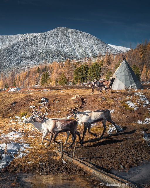 Tsaatan reindeer-herding culture in northern Mongolia